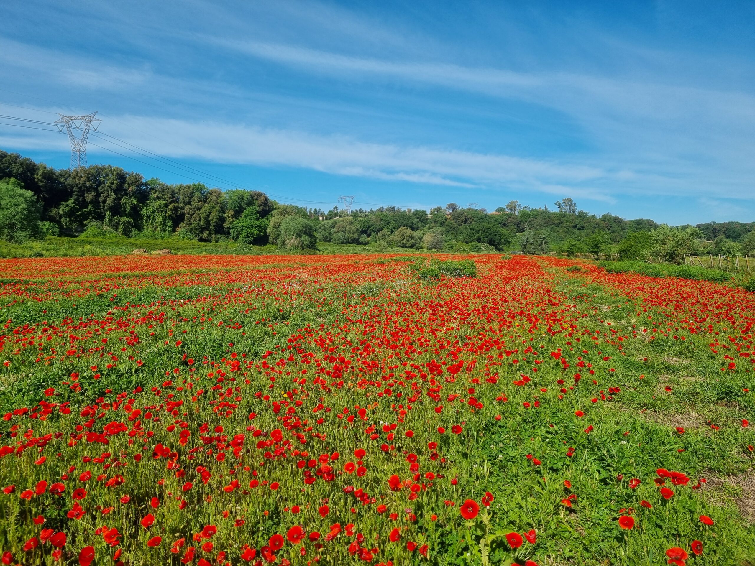 Campo di papaveri rossi nella campagna vicino al centro ippico