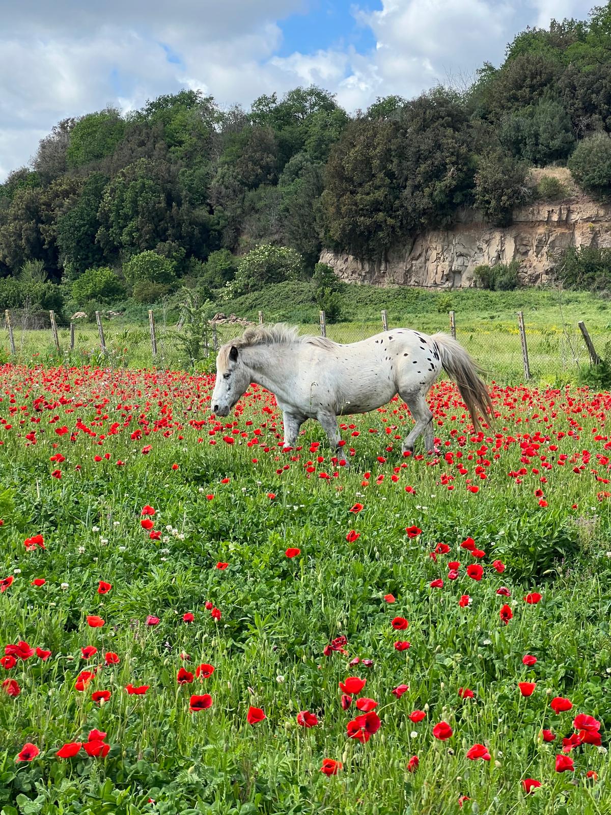 Pony bianco che pascola tra i papaveri nel prato