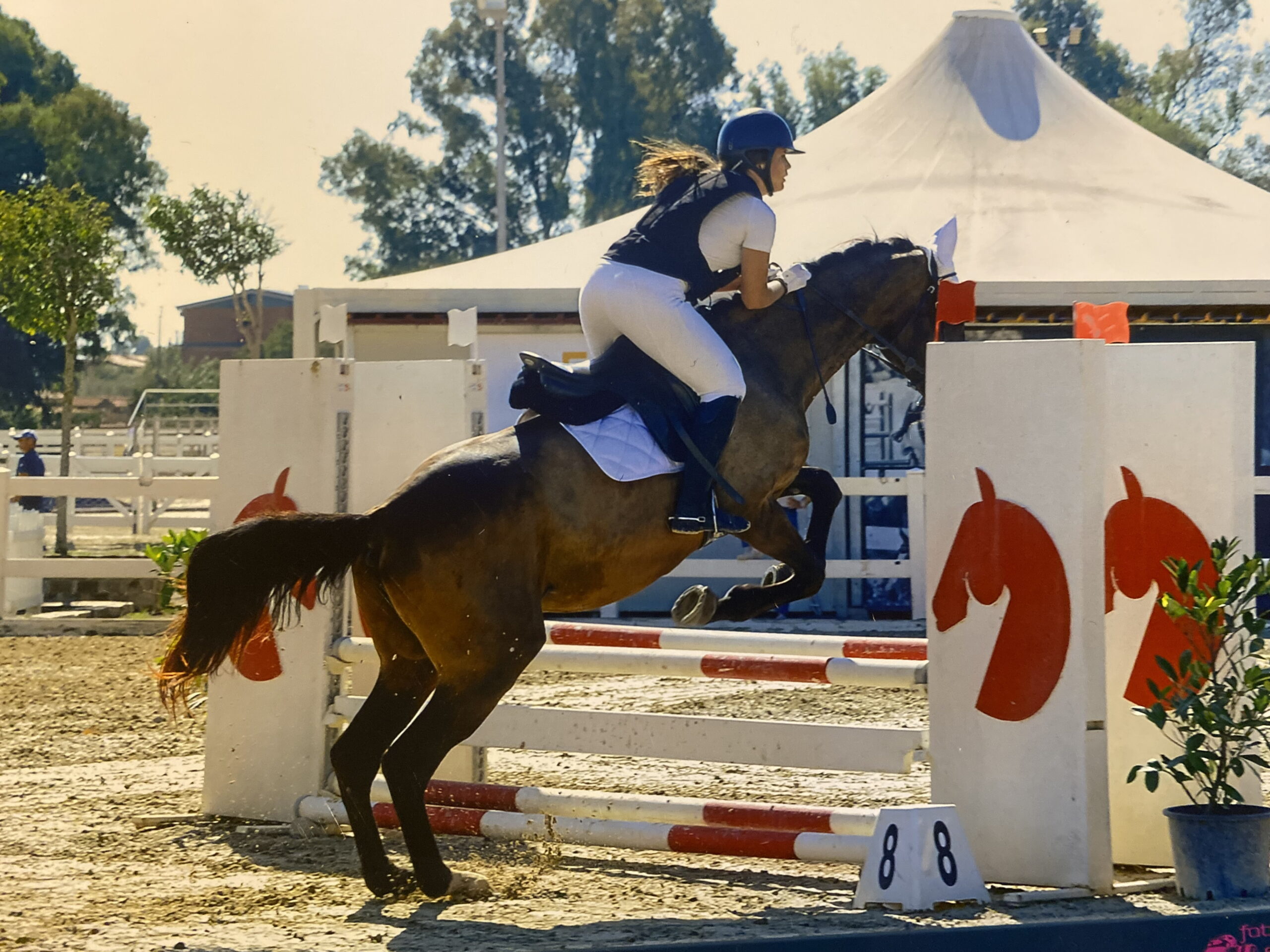 Cavallo scuro in salto durante gara serale di equitazione
