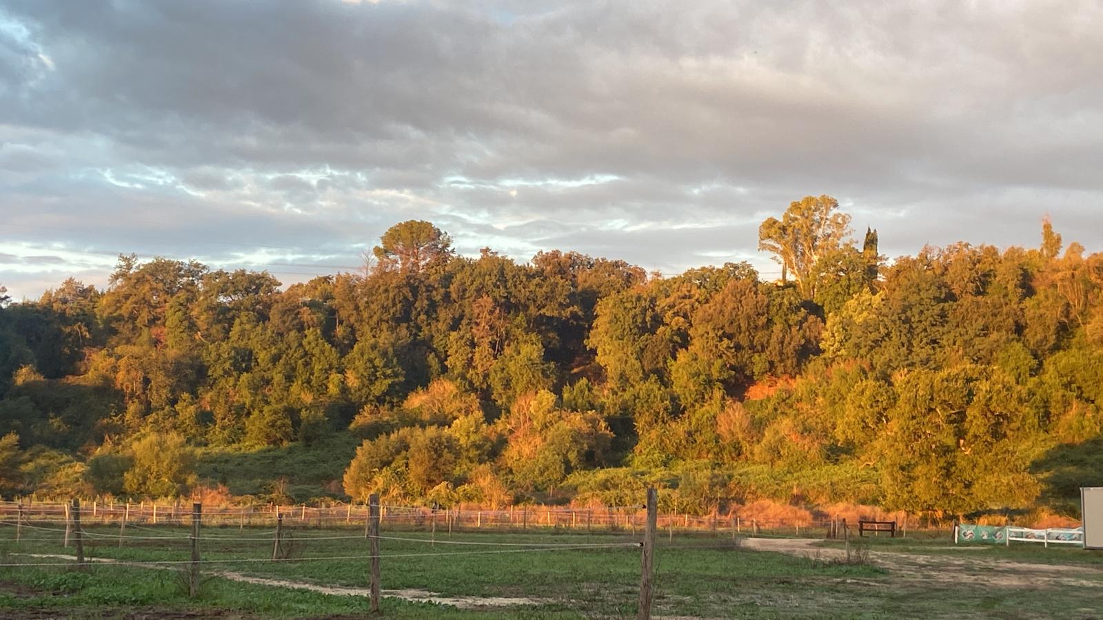 Bosco illuminato dalla luce del tramonto vicino al maneggio