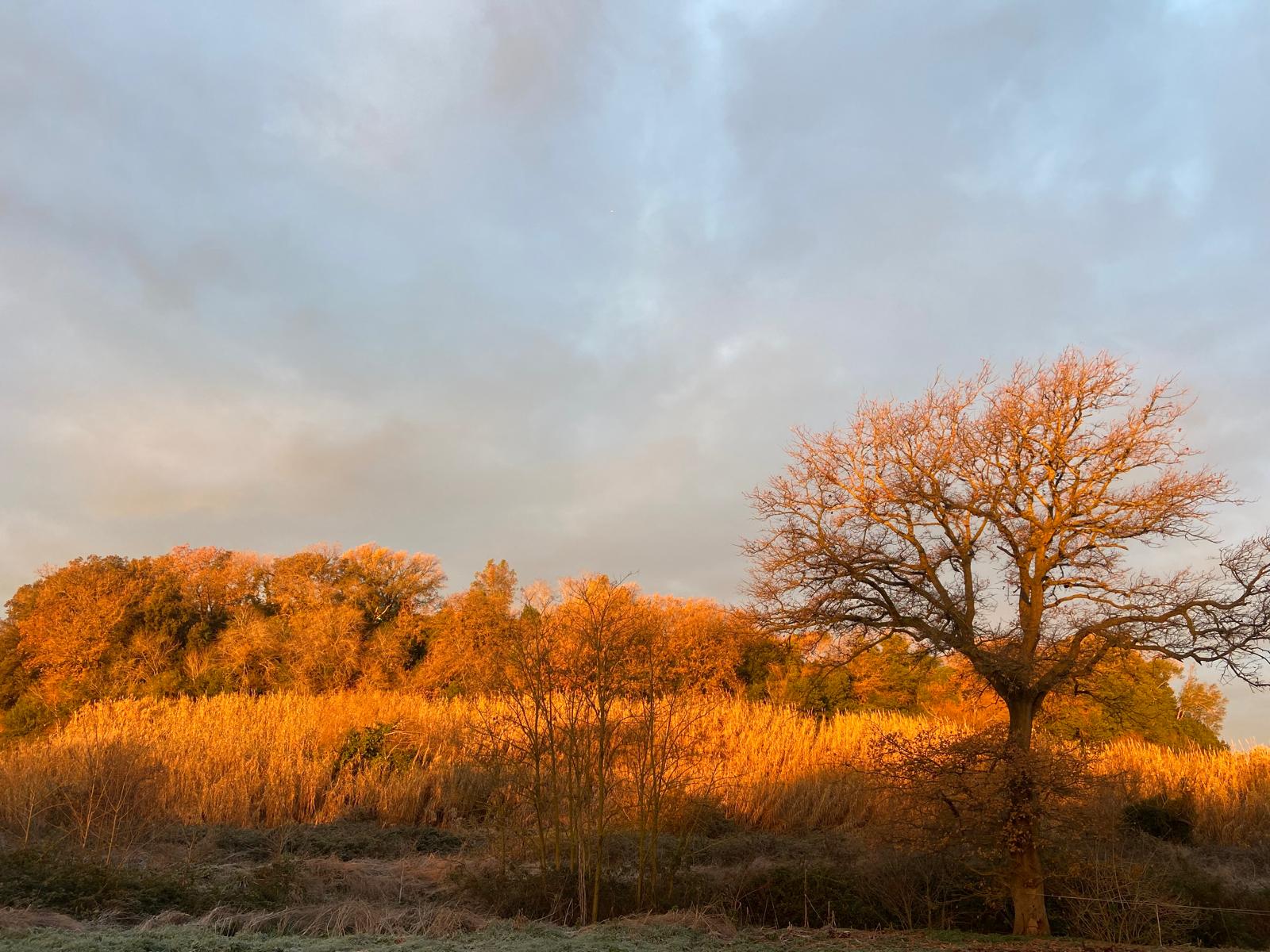 Albero illuminato dal tramonto nella campagna