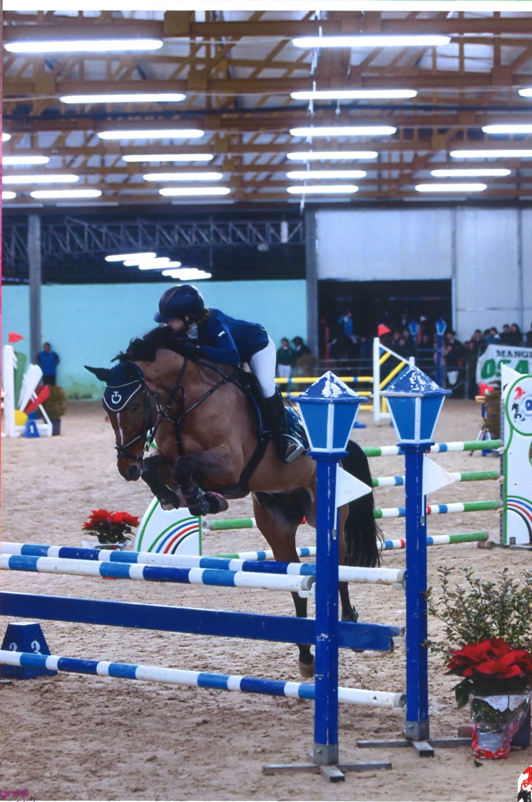 Amazzone su cavallo baio durante salto in arena coperta